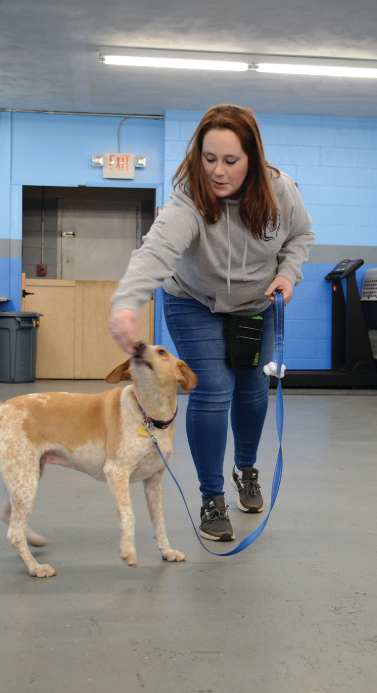 TRAINING IN SESSION: Courtney Gluchacki, nominated by her staff for a national dog training award, works with a dog at K9 Positive Training in Buttonwoods on Thursday evening.